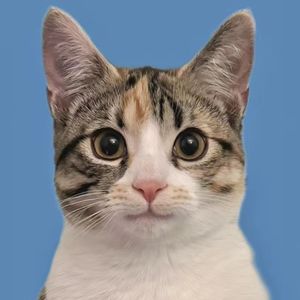 podcaster-avatar