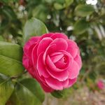 玛丽世界万花筒