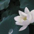 陈三勺