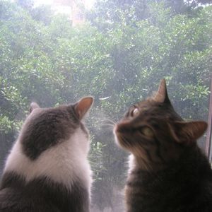 podcaster-avatar