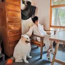 保佑小鹿不会胖