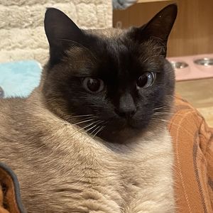 还有气息已经不错了