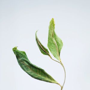 AwakeLab
