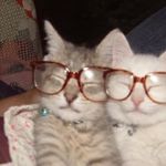 咖喱味壮壮马蹄