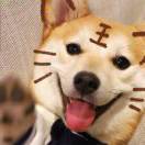 喊姥爷料