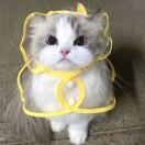 Kitten_hG9h