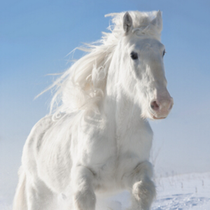 情人节和白马王子 | 马年说马