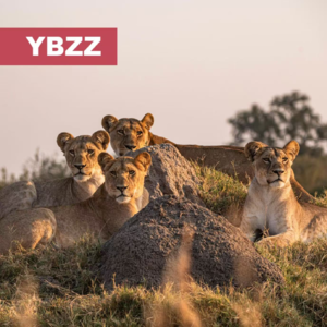 014 - 奥卡万戈三角洲 -一本正经