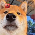 小糖包and高高