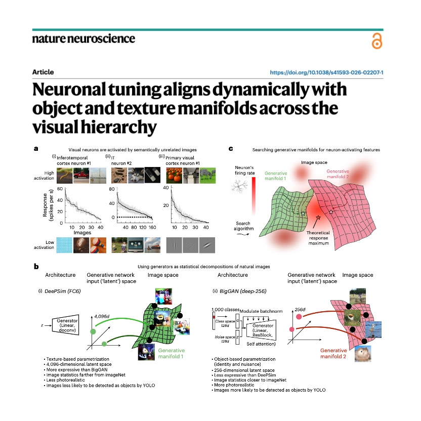 877-Neuronal Tuning Manifolds Across the Visual Hierarchy episode artwork