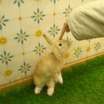 lascreas