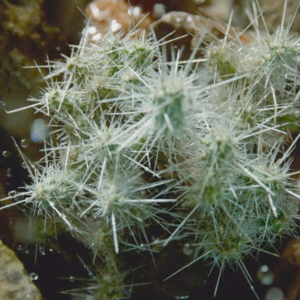 BBC Earth｜仙人掌刺：从收集到守卫