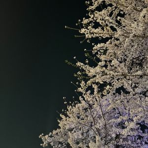 Vol.43 一定要在春天去一次首尔，像走在《春夜》里