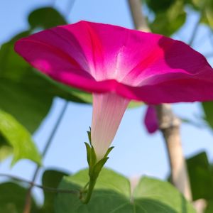 花园里的小酒馆