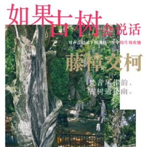 如果古树会说话——坐卧其下，浑可忘世的“藤樟交柯”