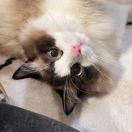 吃马铃薯长大的土豆