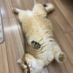 欧奈尔杯柄