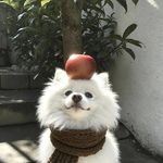 木头吖