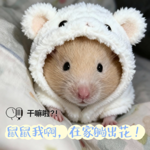 113 干嘛啦|鼠鼠我啊,在家里躺出花~|我们都是老鼠人!做老鼠人不可耻!