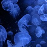 风放肆了谁的海