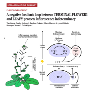 703-植物无限生长：LFY与TFL1的负反馈调控机制