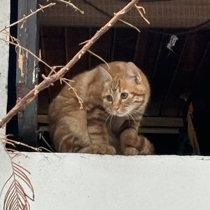 猫师傅_