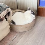书中漫游的染夏