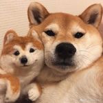 洛克洛克