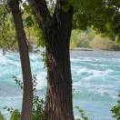 有一天你遇见一棵树