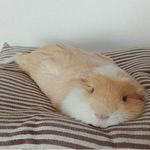 赶紧听点播客消化消化