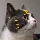 张婉之