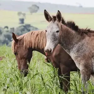 拉出来溜溜