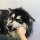 大叶黄杨_UpIk
