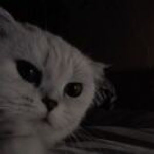 不吃鱼随意播客第二期