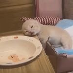 吃一口bagel