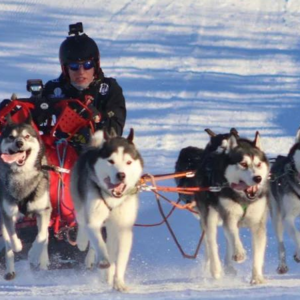 BBC Media|瑞典举办世界雪橇犬锦标赛