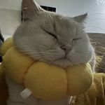 俺有小猫