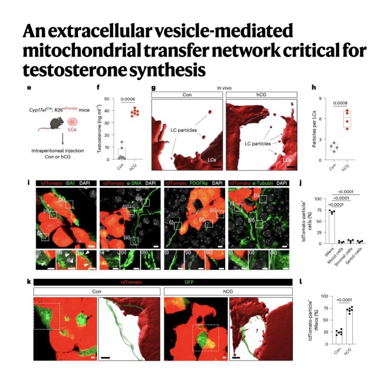 982-Testicular Mitochondrial in Testosterone Synthesis episode artwork