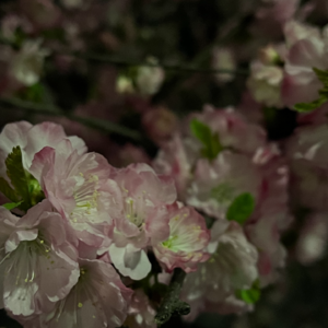 荒野追花,赴一场难以逃避的春天