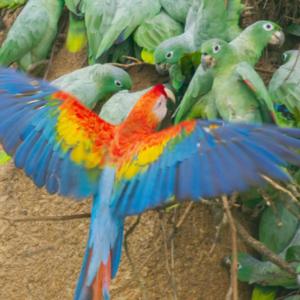 BBC Earth｜​​黏土与羽翼：金刚鹦鹉寻盐记