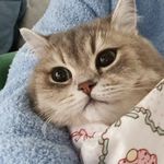 王菠菜