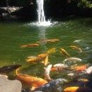 如鱼得水_IQwo