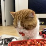 Jackalope张越