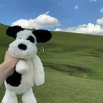 生气的刺猬高兴了