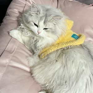 红薯条的第一条播客