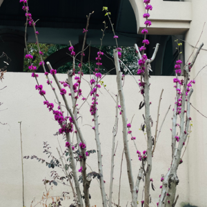 神曲26（净界·第29-30篇）