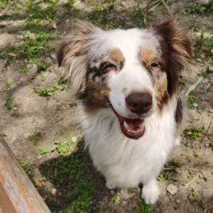 64.太阳落12星座眼里的父亲/英雄是啥样的？