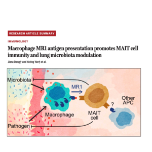 516-Macrophage MR1 antigen presentation promotes immunity