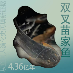 Vol.44 从鱼到人再添新证据：双叉苗家鱼