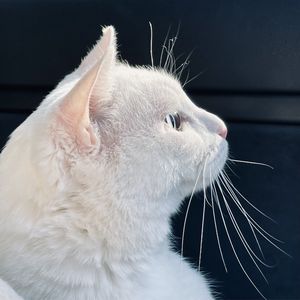 podcaster-avatar